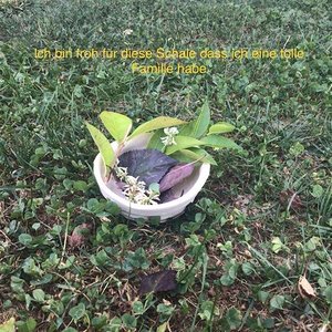 Meine Schale der Dankbarkeit