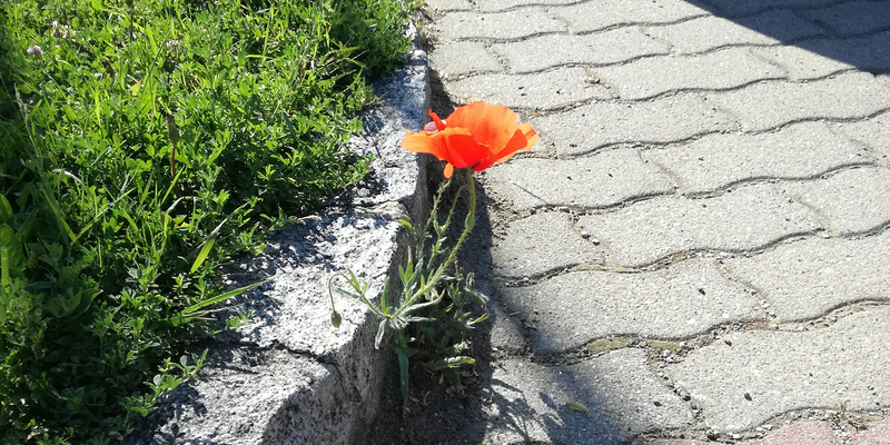 eine Blume wächst aus dem Randstein heraus