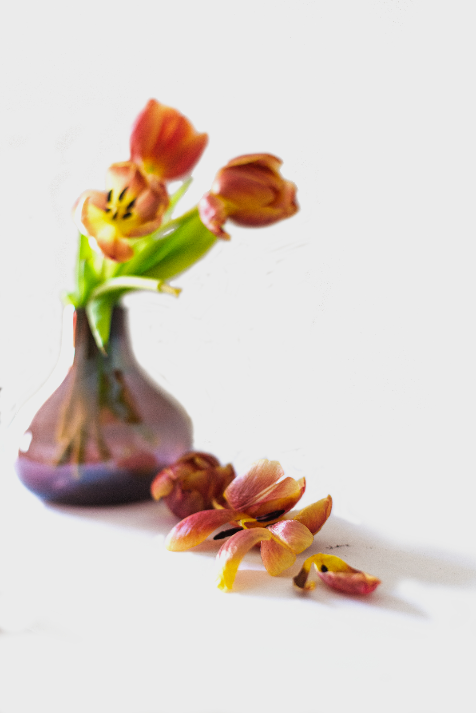Tulpe mit abgefallenen Blütenblättern