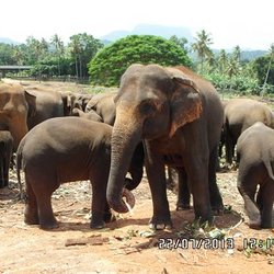 Pfarrreise durch Sri Lanka