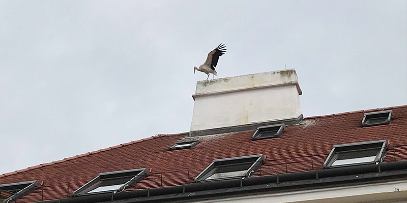 Zu Gast im Bischofshof: Meister Adebar bewohnt den Schornstein direkt über dem Büro von Diözesanbischof Ägidius J. Zsifkovics 