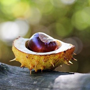rauhe Schale, stachelig... oder ganz anders: Ein Hinweis, dass die Ferien zu Ende gehen